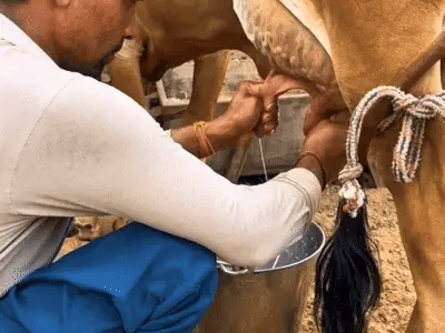 Sourcing Farm-Fresh Pure A2 Gir Cow Milk